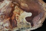 Petrified Wood Slab - Sweethome, Oregon #25895-1